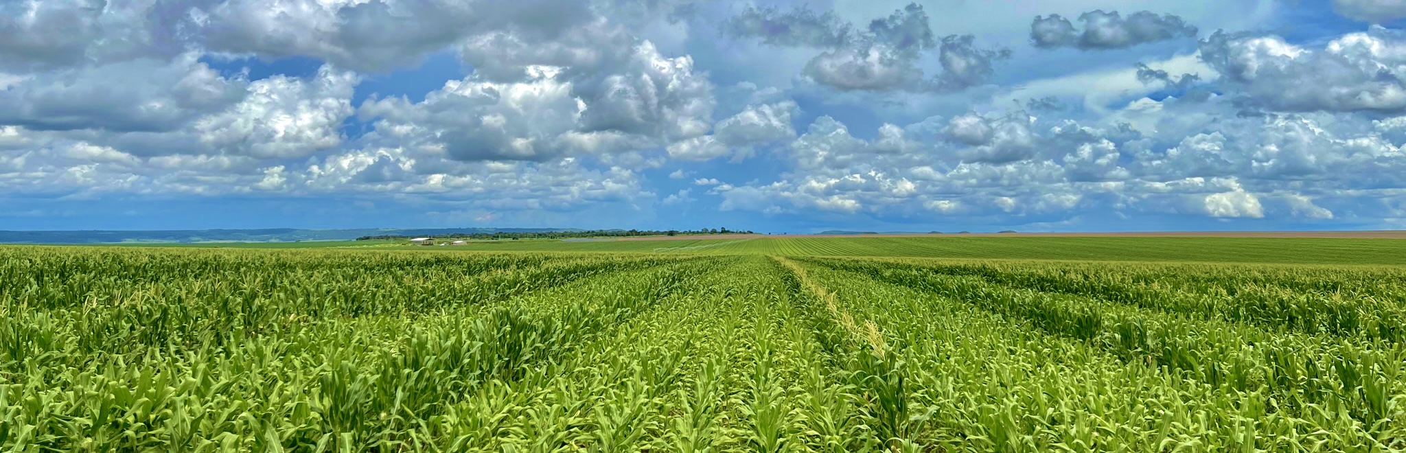 Campo de Sementes de Milho.jpg